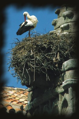Foto de una cigüeña en su nido, de Josean de Miguel